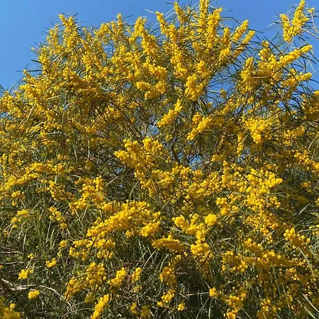 Culla Di Jana Daire *